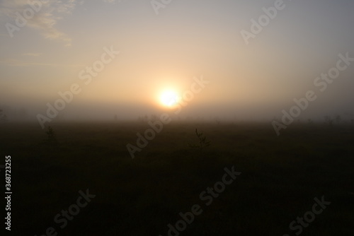 Brightly lit sunny ball in a foggy morning over forest swamp © yarvin13