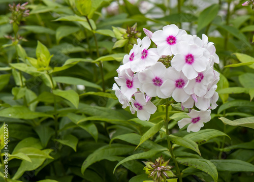 Phlox paniculata bushes at bright day photo