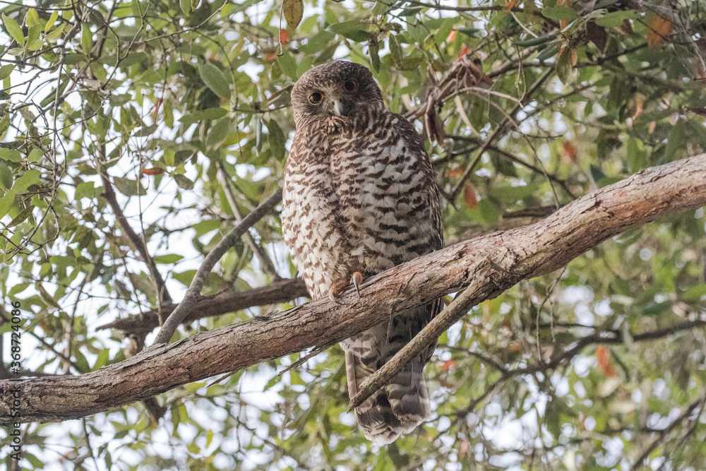 Powerful Owl perched in tree Powerful Owl perched in tree