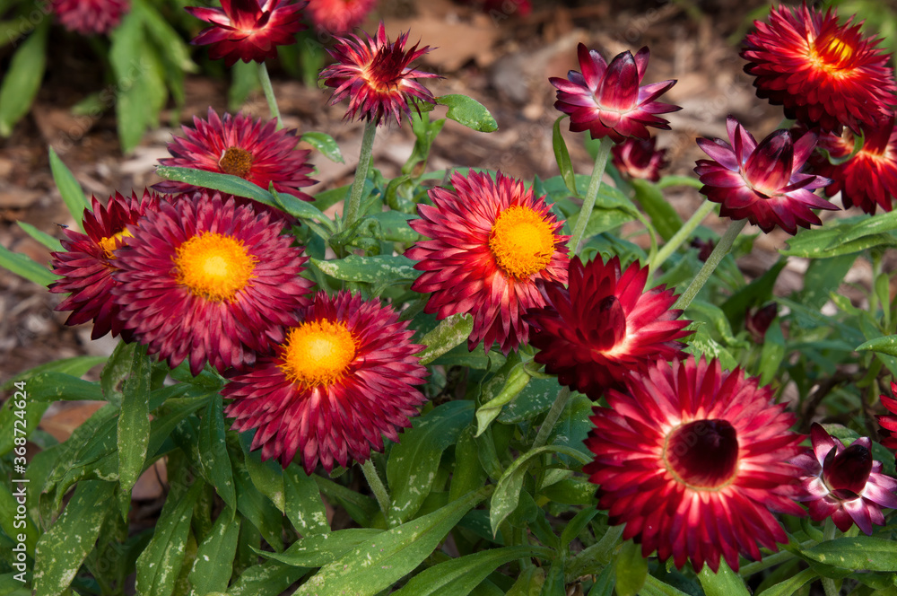Sydney Australia, flowering Mohave Dark Red Strawflower plant Sydney Australia, flowering Mohave Dark Red Strawflower plant