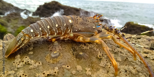 Lobster on the beach rocky and sandy area © saleem