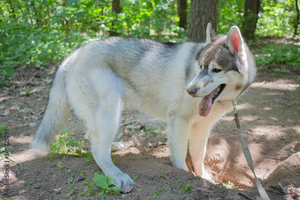 gray siberian husky in the forest gray siberian husky in the forest