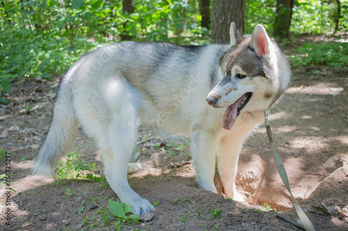 gray siberian husky in the forest