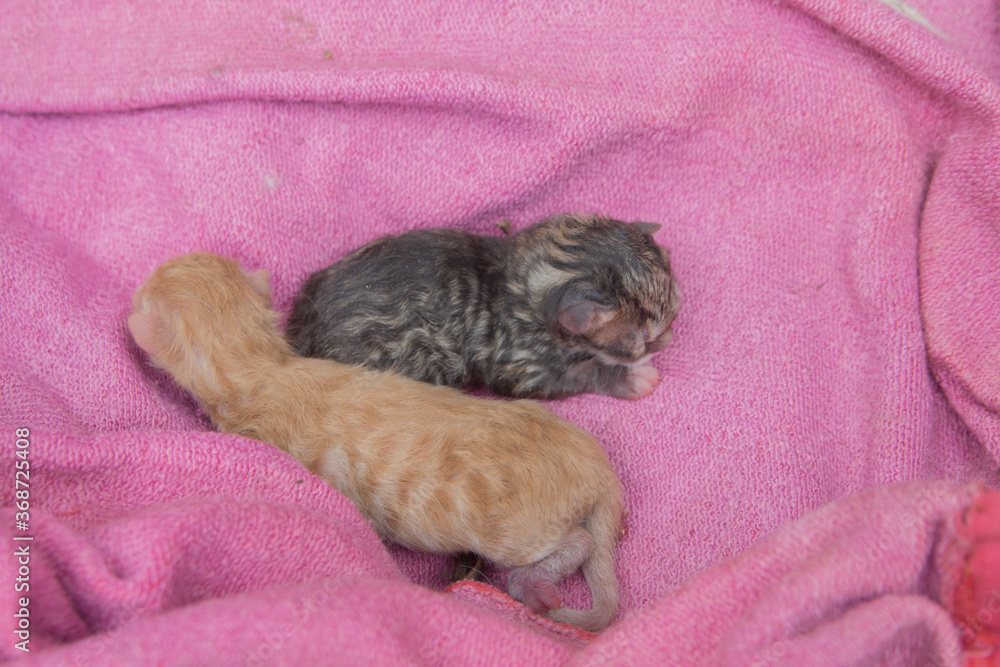 two kittens lie on the bedspread