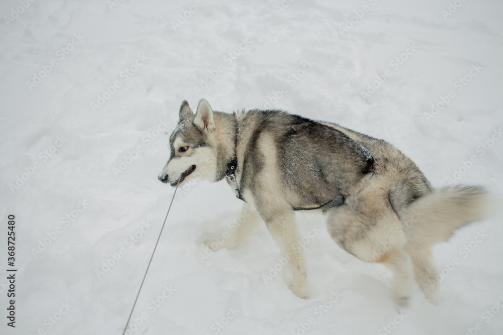 Fototapeta premium husky dog in the snow in winter