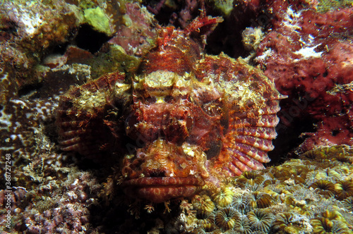 Bearded Scorpionfish camouflaged on rocks Cebu Philippines