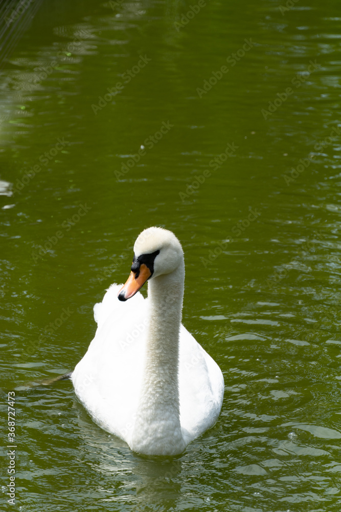 Fototapeta premium 動物園の白鳥