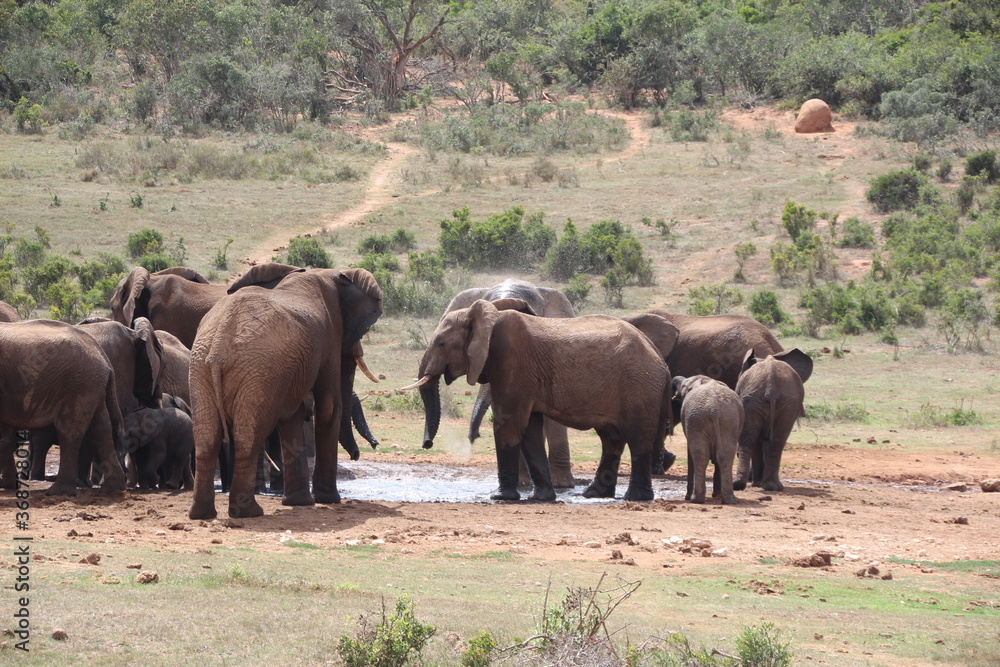 Elephant, Addo Elephant Park, Port Elizabeth, South Africa. Elephant, Addo Elephant Park, Port Elizabeth, South Africa.