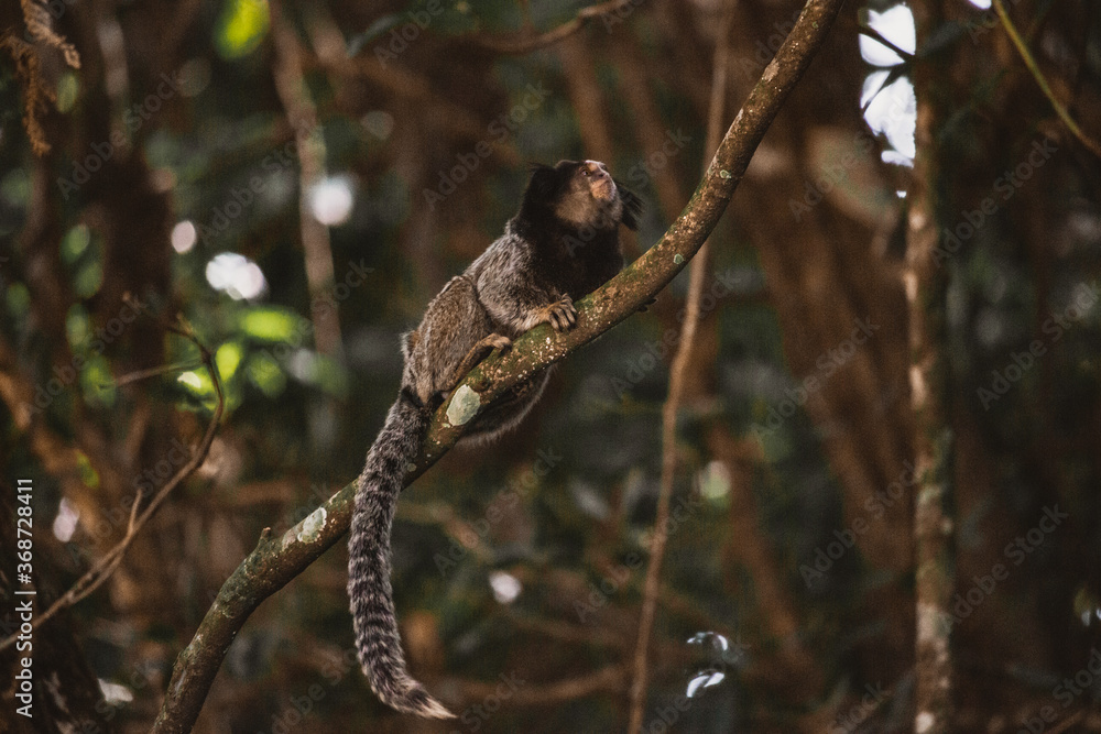 Callitrichidae monkey in Brazil forest