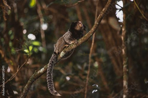 Callitrichidae monkey in Brazil forest