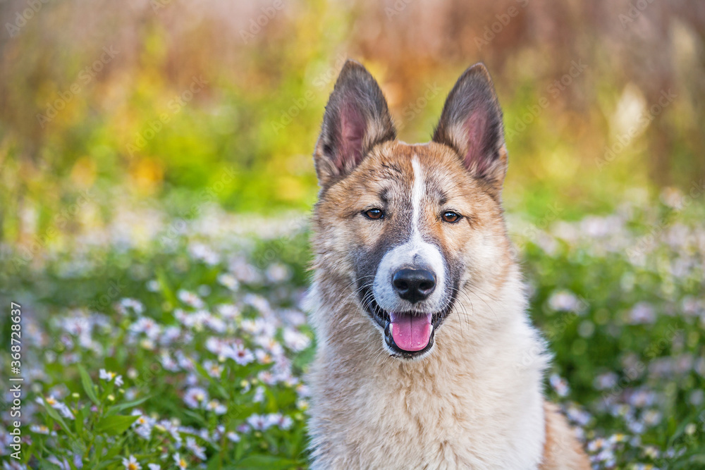 Fototapeta premium Dog breed Laika sitting on a background of flowers.a laika puppy with its tongue hanging out. Dog on a background of flowers. The puppy's business in flowers. Laika sits on a summer background. Portra