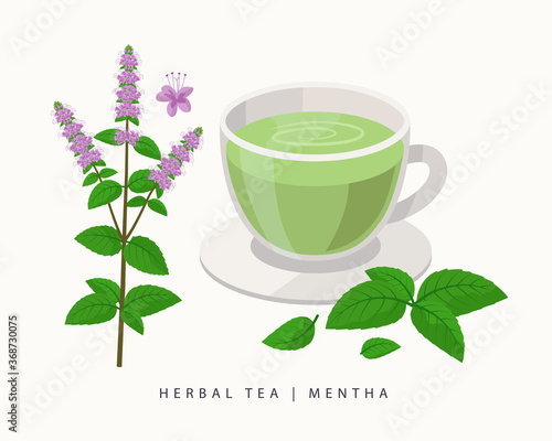 Mentha herbal tea isolated on white background. Mint flowering plant vector botanical illustration.