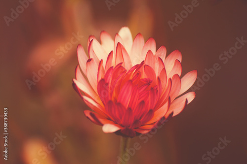 pink flower
