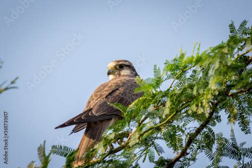 Laggar falcon or Falco jugger at tal chhapar blackbuck sanctuary churu rajasthan india photo