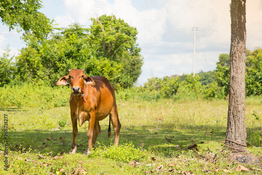 Naklejka premium Cow standing in the green field Thailand.