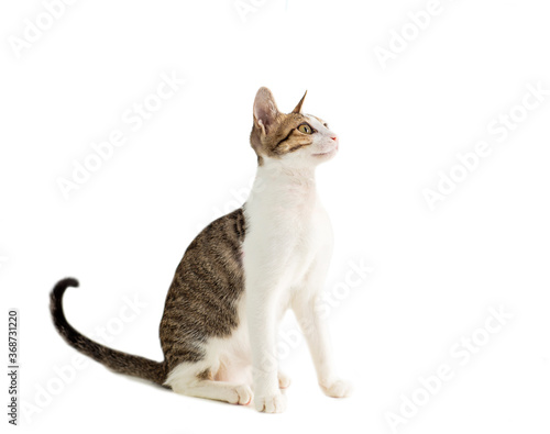 little cat looking up and isolated on white background