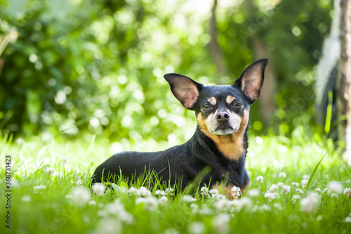 Dog lying in juicy green grass. High quality advertising stock photo. Pets walking in the summer