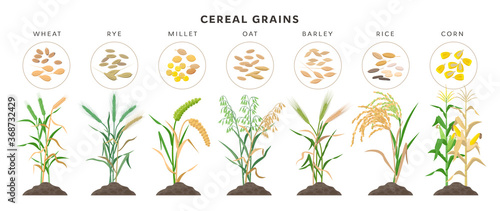 Cereal grains with seeds - set of icons, vector illustrations. Cereal grasses growing from soil isolated on white background.