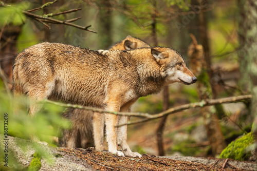 gray wolf (Canis lupus) the couple stands on the edge of the forest and looks out for the rest of the pack © michal