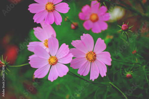 Wallpaper Mural ピンクのコスモス　フィルム風 Torontodigital.ca