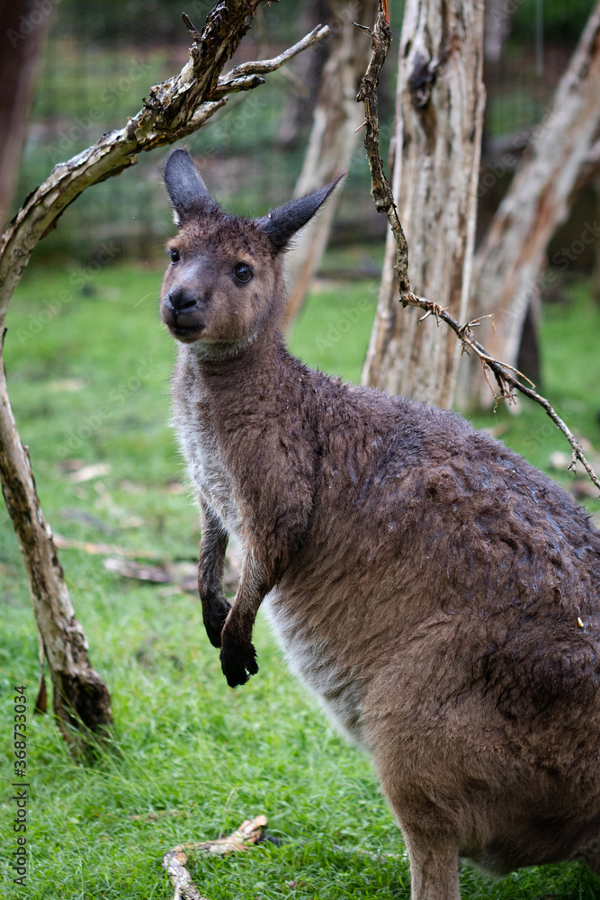Fototapeta premium Cute Stare from a Wallaby