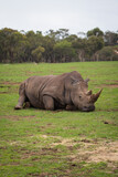 Rhino Lying Down and Resting