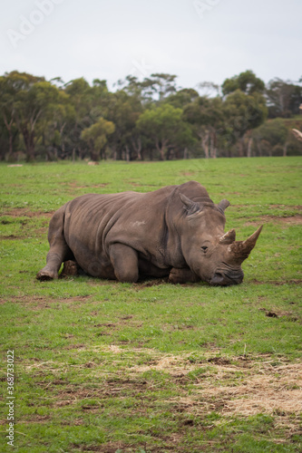 Rhino Lying Down and Resting