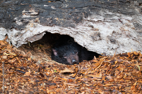 Resting Tazmanian Devil photo