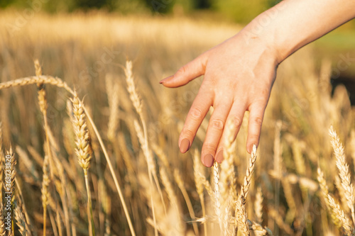  Hand collects wheat in the field