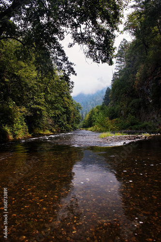 river in the forest