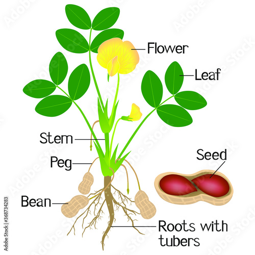 An illustration showing parts of a peanut plant.