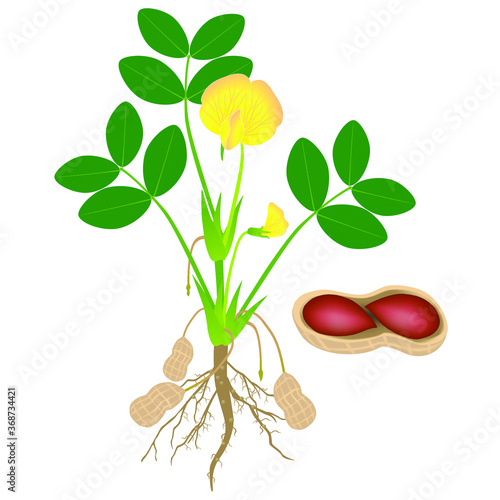 Peanut plant with seeds isolated on white background.