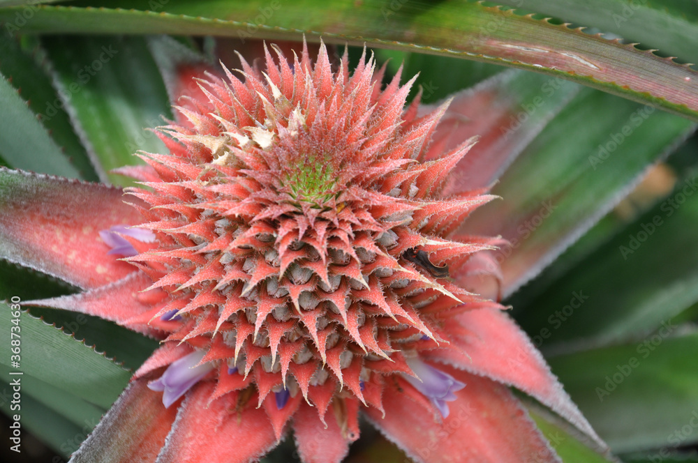 Top view of Pineapple flowering purple flower green leaves in the garden tropical fruit Top view of Pineapple flowering purple flower green leaves in the garden tropical fruit