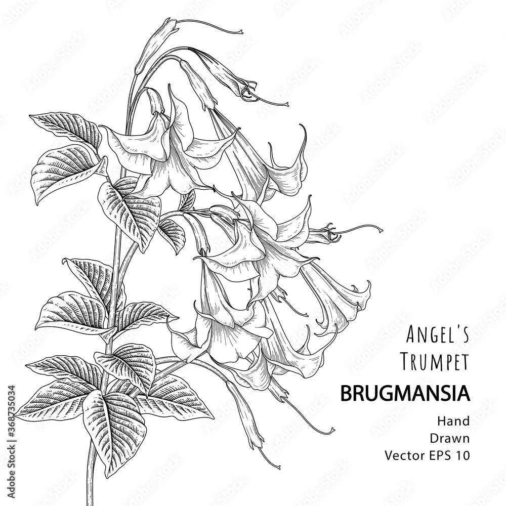 Sketch Floral decorative set. Angel's Trumpet flower (Brugmansia