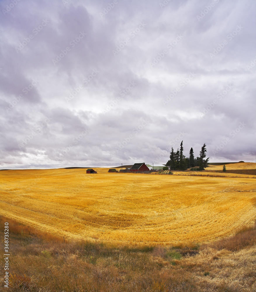 Fototapeta premium Huge field and some pines after a harvest