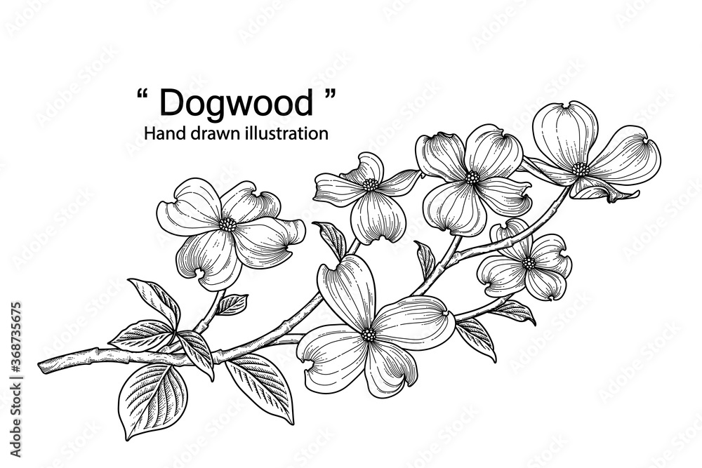 Sketch Floral decorative set. dogwood flower drawings. Black line art