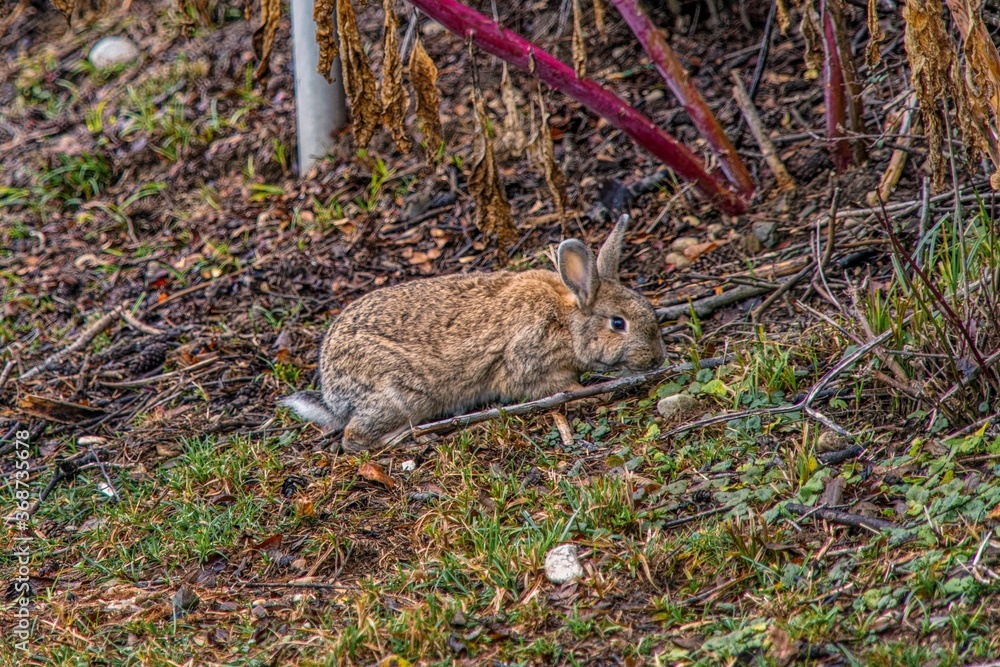 Fototapeta premium rabbit in the woods