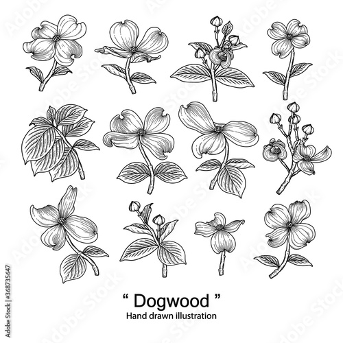 Sketch Floral decorative set. dogwood flower drawings. Black line art isolated on white backgrounds. Hand Drawn Botanical Illustrations. Elements vector.