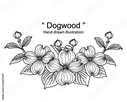 Sketch Floral decorative set. dogwood flower drawings. Black line art isolated on white backgrounds. Hand Drawn Botanical Illustrations. Elements vector.