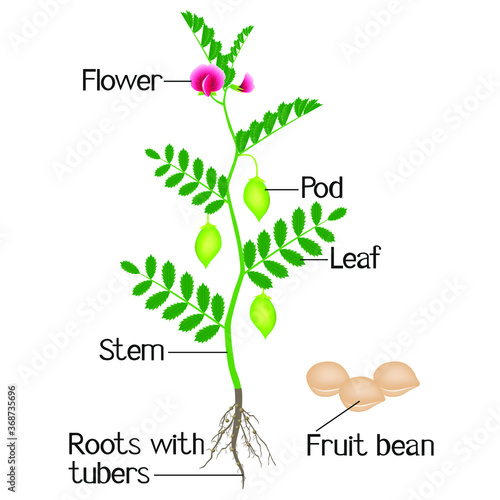 An illustration depicting parts of a plant chickpeas.