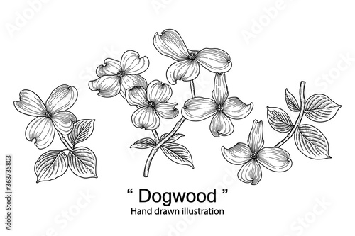 Sketch Floral decorative set. dogwood flower drawings. Black line art isolated on white backgrounds. Hand Drawn Botanical Illustrations. Elements vector.
