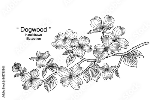Sketch Floral decorative set. dogwood flower drawings. Black line art isolated on white backgrounds. Hand Drawn Botanical Illustrations. Elements vector.