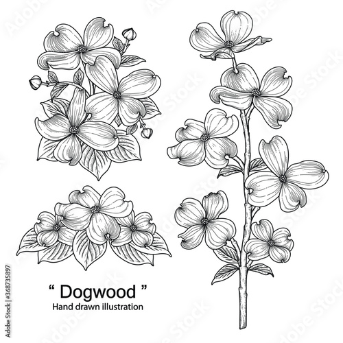 Sketch Floral decorative set. dogwood flower drawings. Black line art isolated on white backgrounds. Hand Drawn Botanical Illustrations. Elements vector.