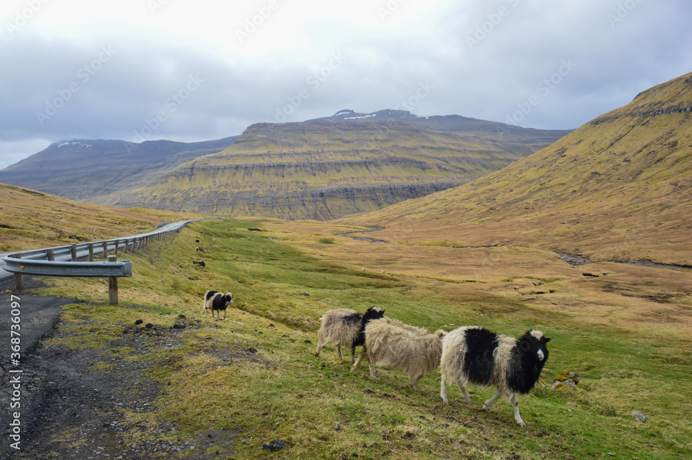 Amazing view in Faroe Islands (Denmark, Europe). Beautiful Panoramic Scene Of Nordic Islands