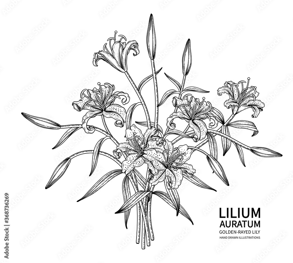 Sketch Floral decorative set. Golden-rayed Lily flower (Lilium auratum) drawings. Black line art isolated on white backgrounds. Hand Drawn Botanical Illustrations. Elements vector. Sketch Floral decorative set. Golden-rayed Lily flower (Lilium auratum) drawings. Black line art isolated on white backgrounds. Hand Drawn Botanical Illustrations. Elements vector.