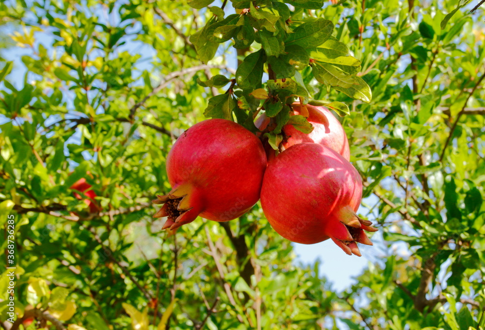 pomegranate on tree. judayk. Rosh-ha-shana.