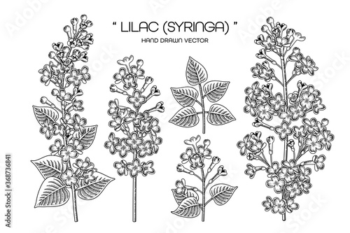 Sketch Floral decorative set. Syringa vulgaris (Common Lilac) flower drawings. Black line art isolated on white backgrounds. Hand Drawn Botanical Illustrations. Elements vector.