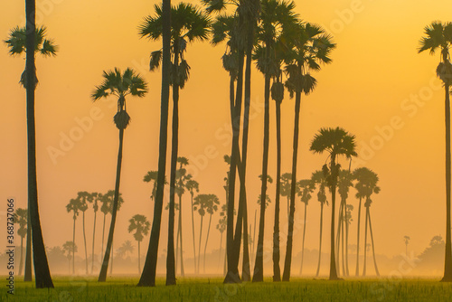 Rice field morning sunrise green rice with sugar palm