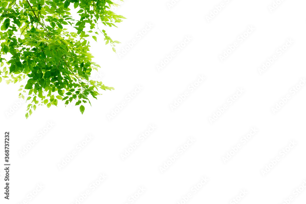 Bright Green leaves isolated on white background Bright Green leaves isolated on white background