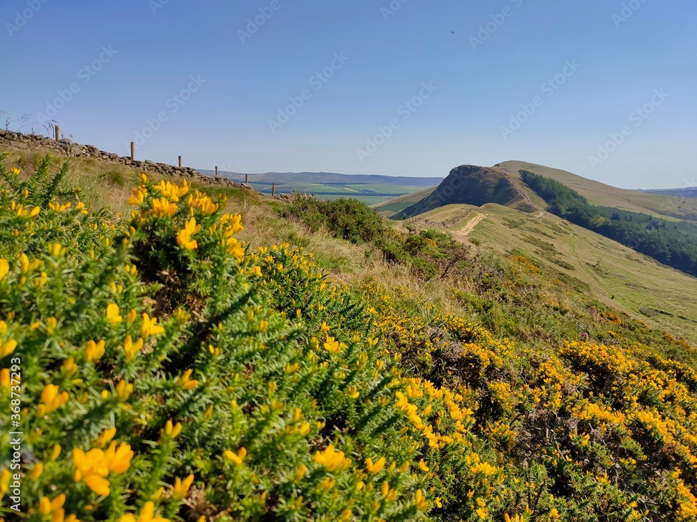 yellow flowers on the hills